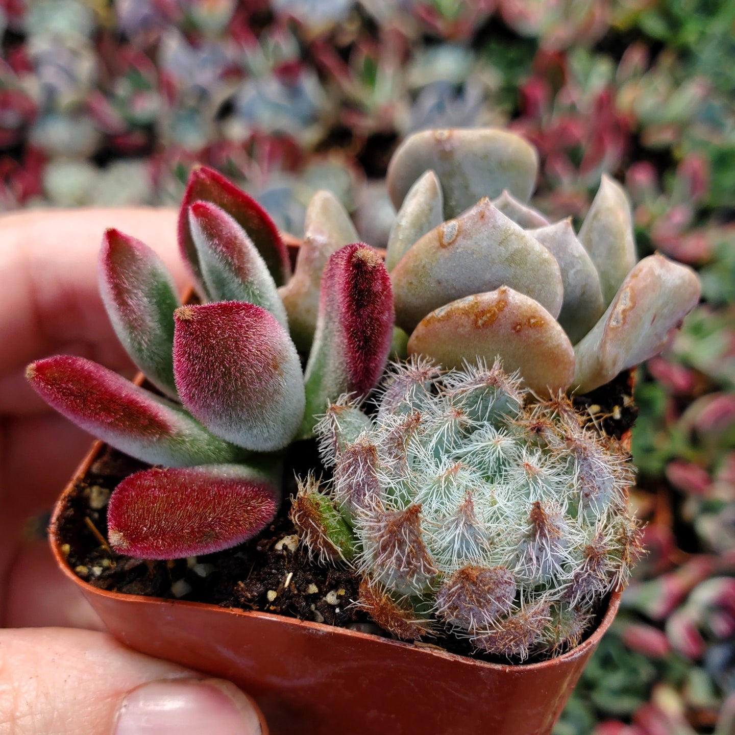Echeveria Mix (Blue, Red & Purple)